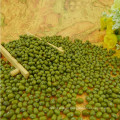 Chinese dried green mung bean